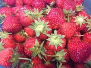 Local Minnesota Strawberries for making homemade jam