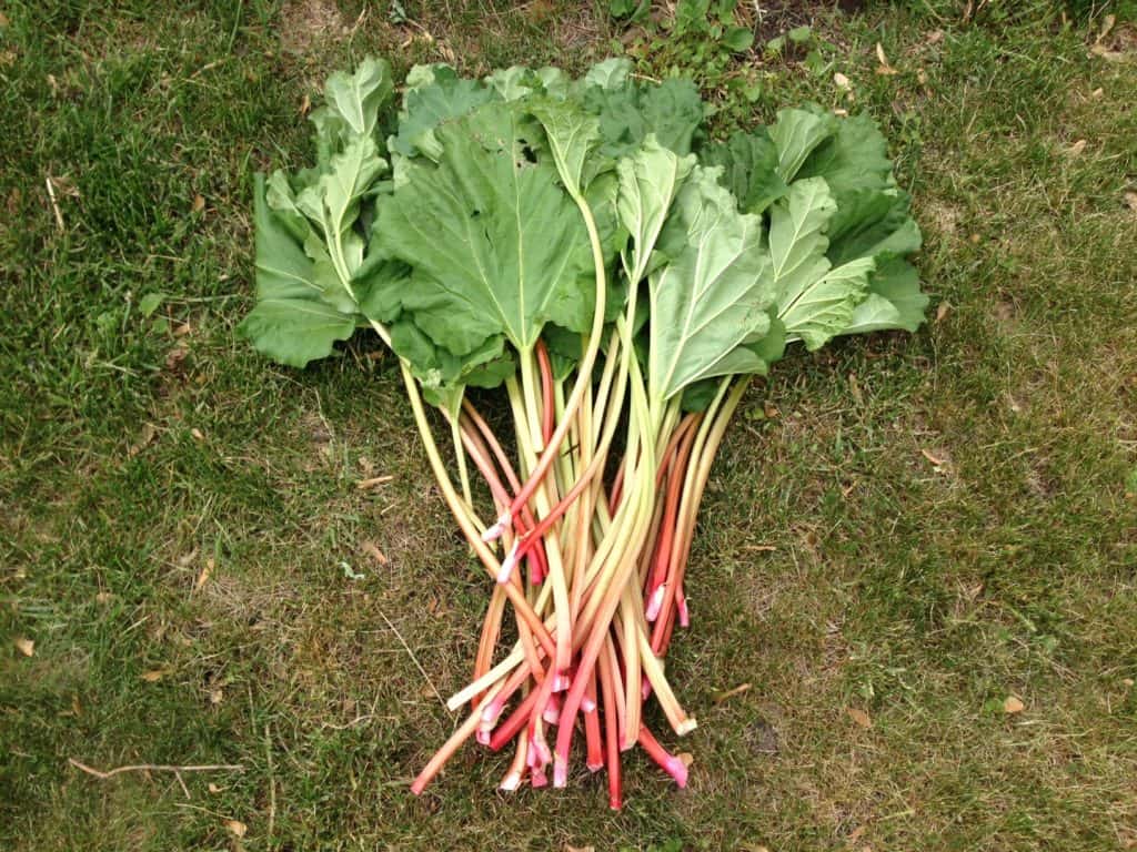 Fresh Rhubarb from the Garden