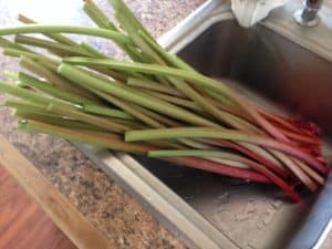 Rhubarb