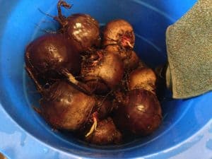 Bucket of beets from the garden