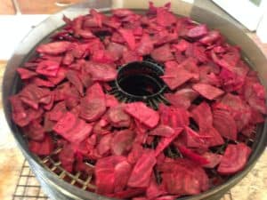 Sliced Beets going into the dehydrator