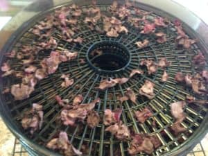 Beet Chips in the Dehydrator