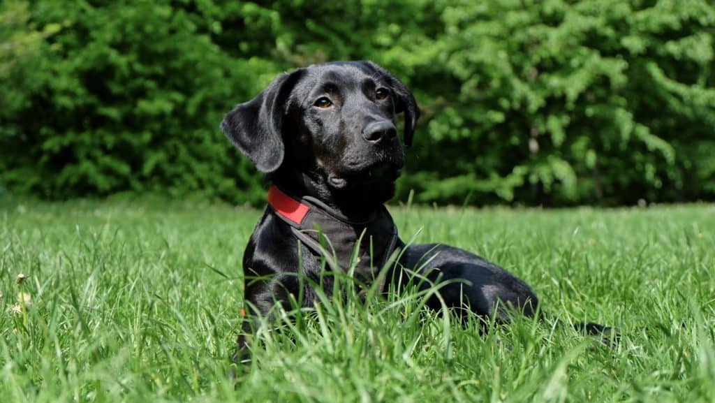 Dig, black dog, black labrador. Love Them Anyway: A Story of Equality