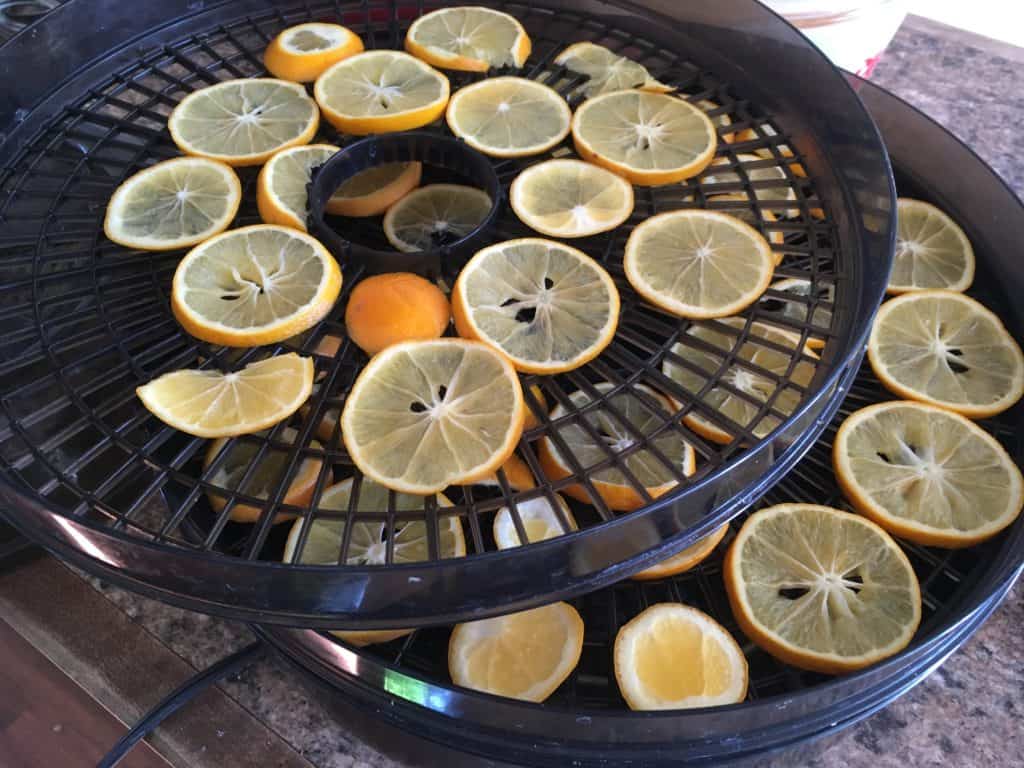 Citrus preserving: meyer lemon slices going into the dehydrator