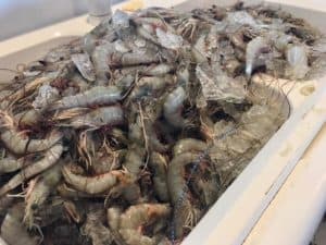 Two sinks full of fresh North Carolina shrimp