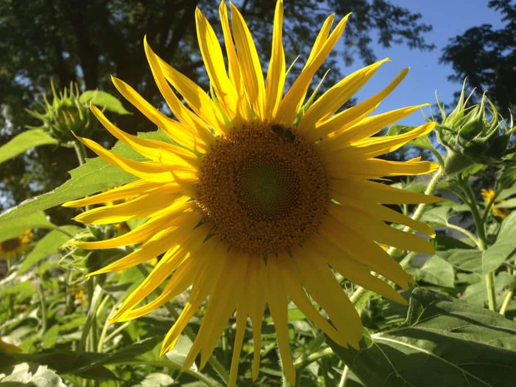 Bee on a sunflower in my garden