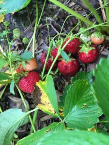 Fresh strawberries on the vine in the field