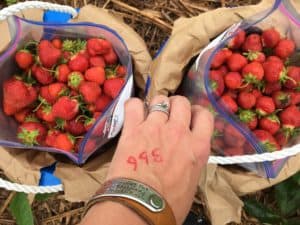 Buckets of hand picked fresh strawberries from local farm