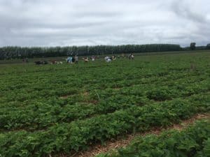 Picking strawberries in the field at the local u-pick farm