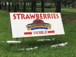 Local U-Pick Strawberry Farm