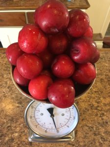 Weighing the whole plums