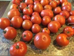 Tomatoes for Salsa
