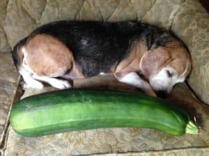 Just for fun: Beagle with a zucchini