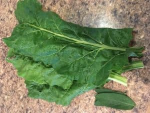 Swiss chard and fresh sage from garden