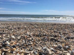Shells on Holden Beach, North Carolina
