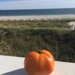 Garden Tomato Ripening at the Beach