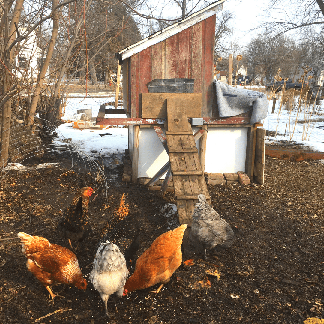 Backyard chickens on nice winter day