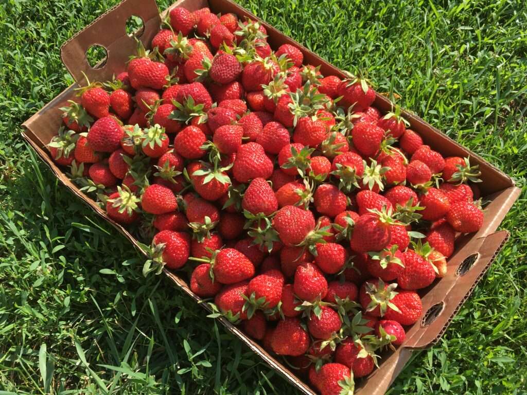 Cardboard box of strawberries sitting in green grass