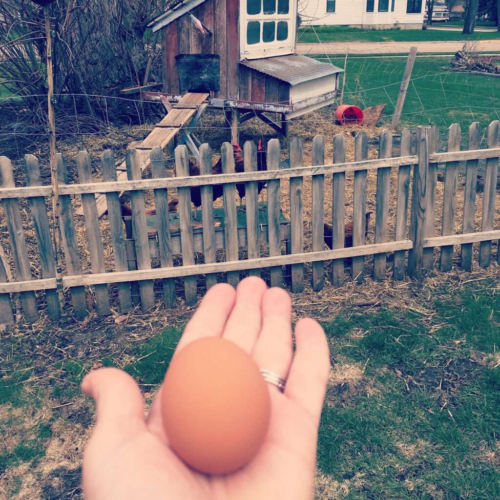Photo of a hand holding a fresh egg with chickens and a chicken coop in the background