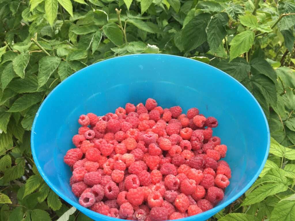 Photo of a bowl of freshly picked raspberries with raspberry bush leaves in the background