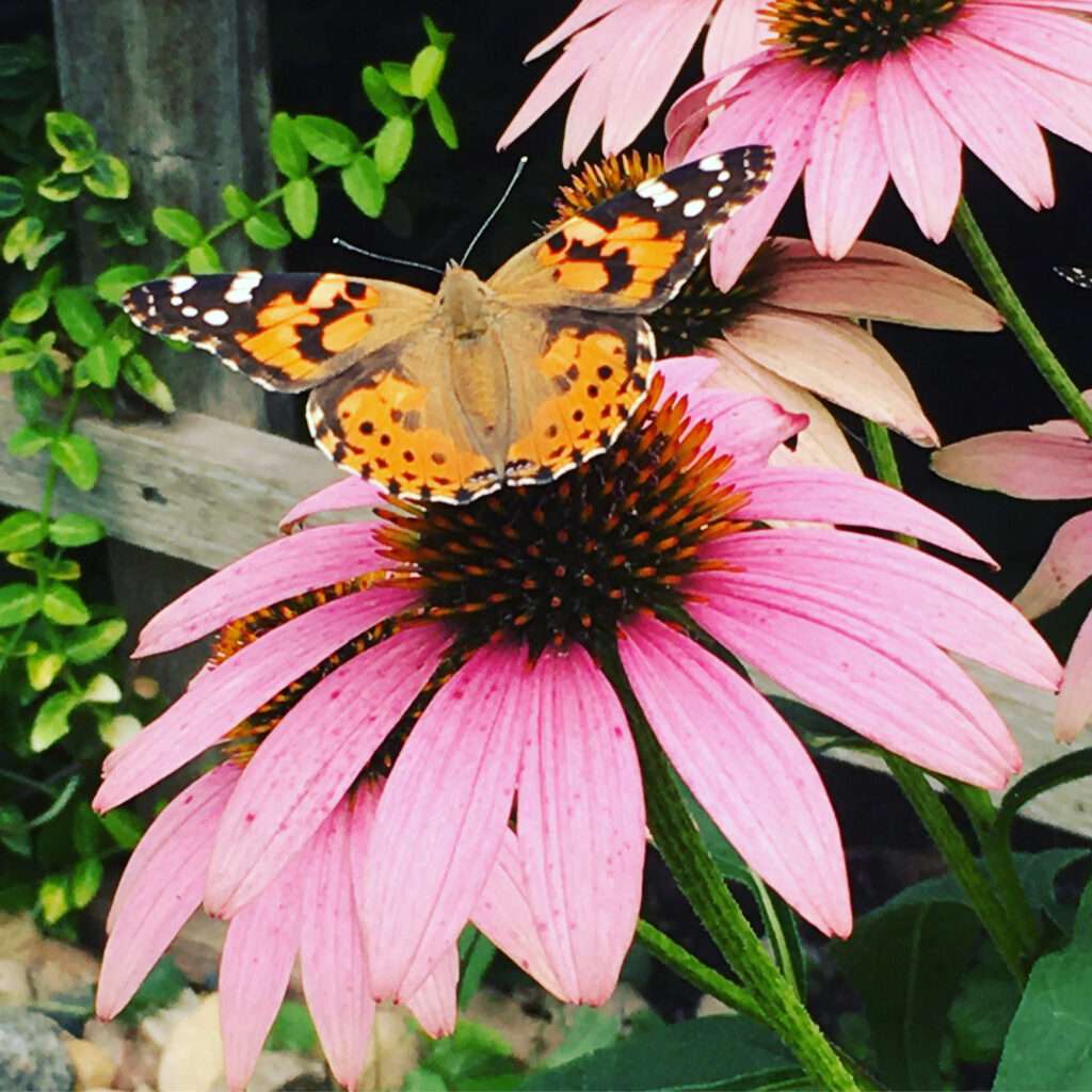 Photo of a coneflower with a butterfly on it on a pretty sunny summer day