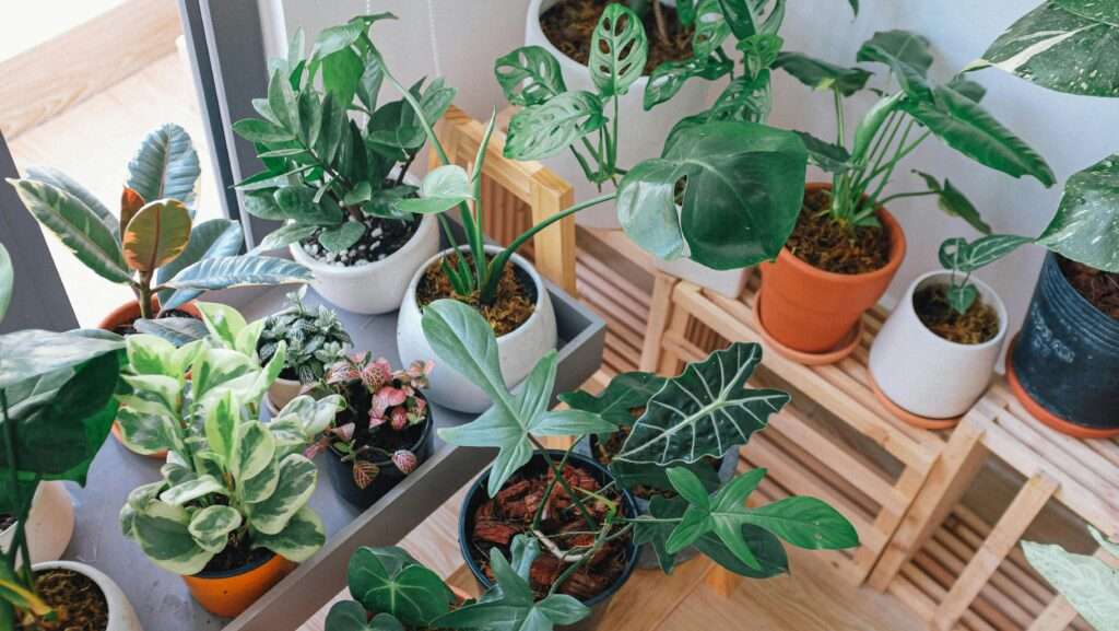 Photo of a collection of thriving houseplants in a sunny interior room