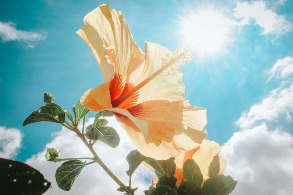 Bright photo of a hibiscus flower blooming on a sunny day