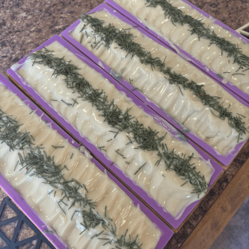 Process photo showing four loaves of freshly poured Frosted Fir goat milk soap with dried pine needles on top for decoration.