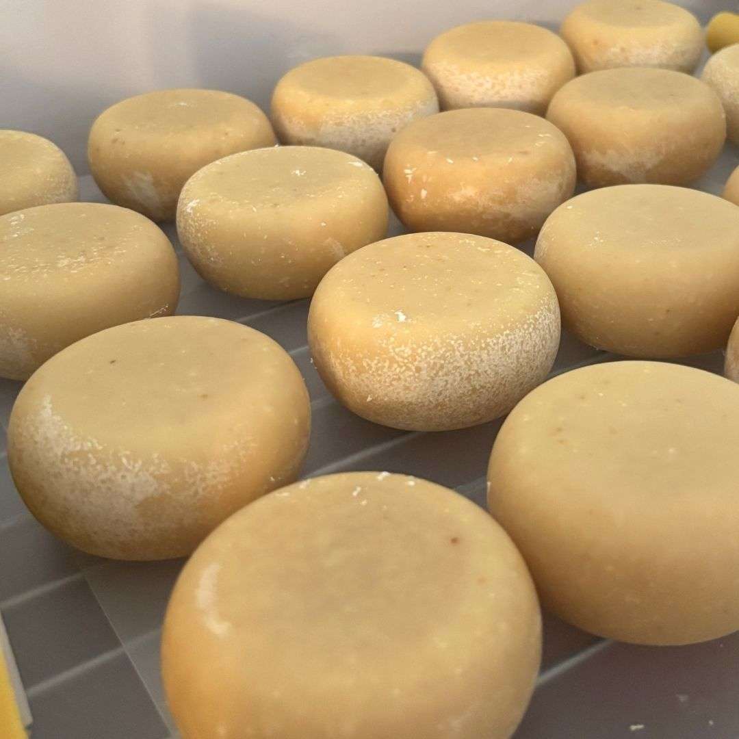 Multiple round bars of handmade dish soap cure on a drying rack after being removed from their molds. The smooth, natural-colored bars are arranged in neat rows, allowing air to circulate as they harden before being packaged.