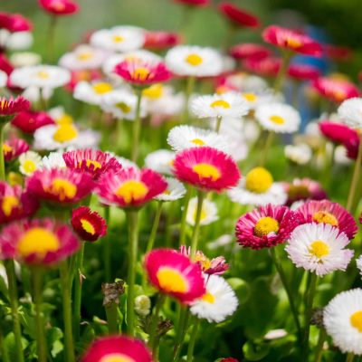 flowers-garden-colorful-colourful